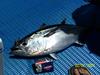 Tuna in come with health warnings